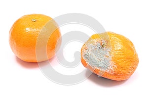 Fresh and moldy mandarins on white background
