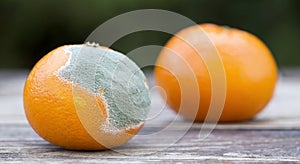 Fresh and moldy orange mandarin, web banner