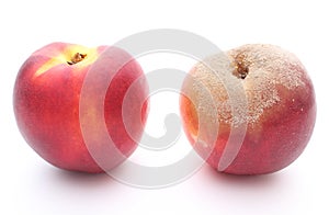 Fresh and moldy peach on white background