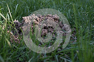 Fresh mole hills on a garden meadow