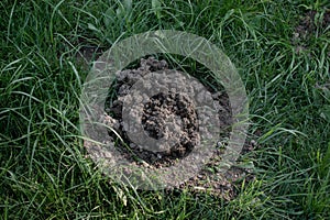 Fresh mole hills on a garden meadow