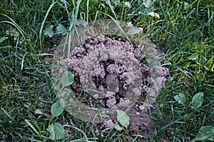Fresh mole hills on a garden meadow