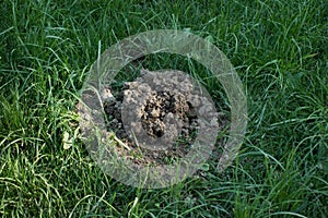 Fresh mole hills on a garden meadow