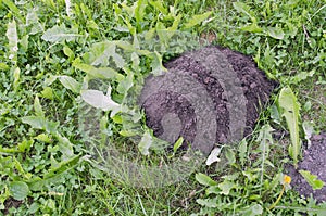 Fresh mole molehill on garden grass