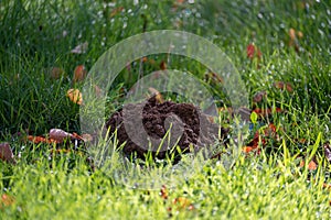 A fresh molehill in the grass