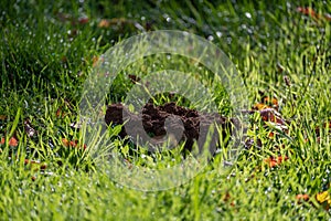 A fresh molehill in the green grass