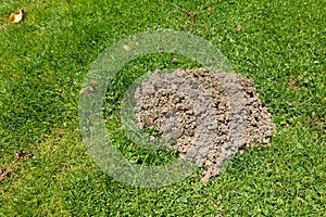 Fresh Molehill on Green Lawn