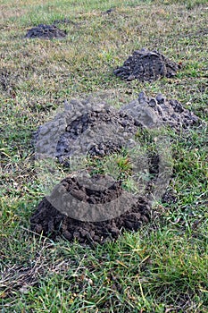 Fresh molehills on the field area