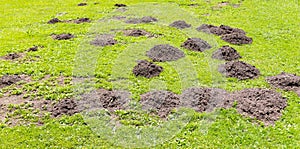 Fresh molehills at a garden meadow