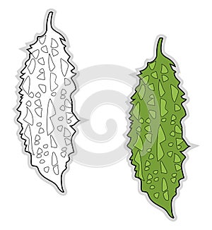 Fresh momordica charantia, illustration, vector