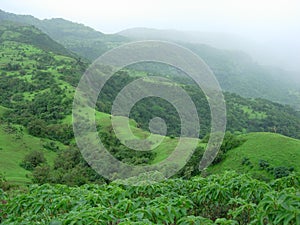 Fresh Monsoon Landscape