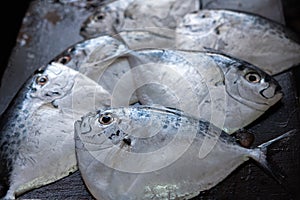 Fresh moonfish on the fish market. Razor moonfish, Mene maculata