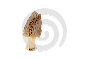 Fresh Morel Mushroom on white