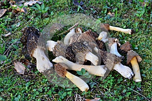 Fresh morel mushrooms
