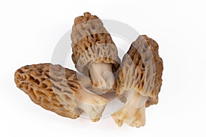 Fresh Morel Mushrooms on white