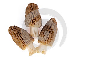 Fresh Morel Mushrooms on white