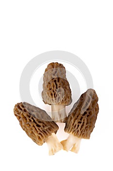 Fresh Morel Mushrooms on white