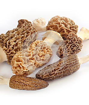 Fresh morel mushrooms on white background