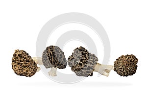 fresh morels isolated on white background