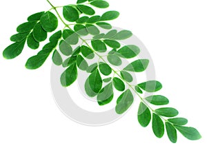 Fresh moringa leaves