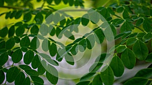 Fresh Moringa Leaves background.  Details about Fresh Moringa leaves picked and shipped.