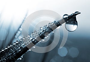 Fresh morning dew drops