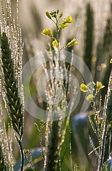 Fresh morning dew drops