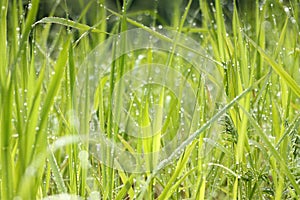 Fresh morning dew in grass