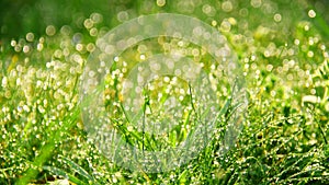 Fresh morning dew in grass photo