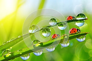 Fresh morning dew on green grass and ladybirds. photo