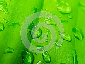 Fresh morning dew on green leaf surface