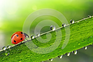Fresh morning dew with ladybird