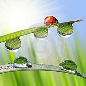 Fresh morning dew and ladybird.