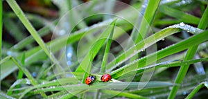 Fresh morning dew and ladybird