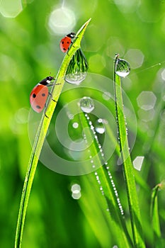 Fresh morning dew and ladybirds