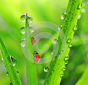 Fresh morning dew and ladybirds