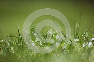 Fresh morning dew on spring grass