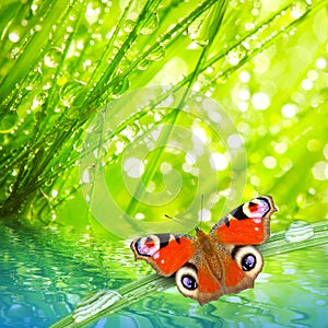 Fresh morning dew on a spring grass and butterfly.