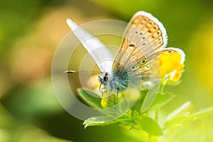 Fresh morning dew on a spring grass and butterfly, natural background