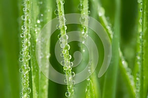 Fresh morning dew on spring grass