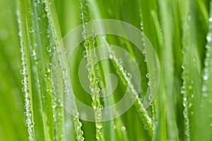 Fresh morning dew on spring grass