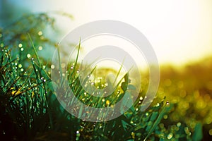 Fresh morning dew on spring green grass in sunlight