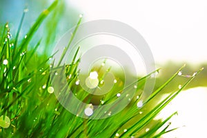 Fresh morning dew on spring green grass in sunlight