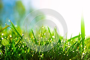 Fresh morning dew on spring green grass in sunlight