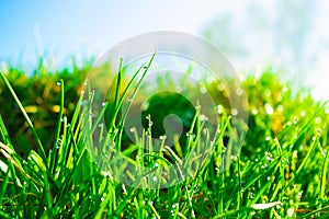 Fresh morning dew on spring green grass in sunlight