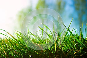 Fresh morning dew on spring green grass in sunlight