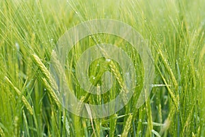 Fresh morning dews on wheatgrass