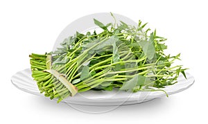 Fresh morning glory in white plate on white background