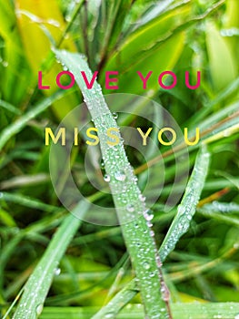 Fresh morning grass leaves with dew drops  There are messages of love and misses.