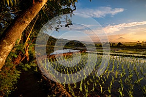 Fresh Morning with greeny rice field taken at Java Indonesia